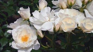 How to Grow Roses | Mitre 10 Easy As Garden