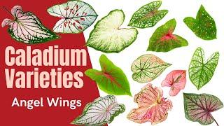 Caladium Varieties | Over 100 Angel Wings with MOODY BLOOMS