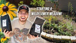 Turning My YARD into a WILDFLOWER MEADOW! First 6 Months of Growth | Native Plants