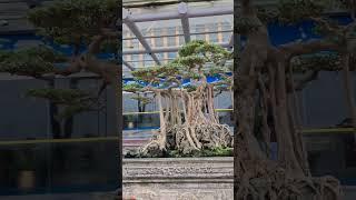 cây Sanh có bộ rễ buông đẹp quá