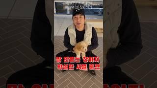말 안듣는 강아지 키운다면 필수 훈련