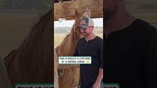 Wesley plays part of perfectly normal horse               : Amanda Enloe via Viralhog