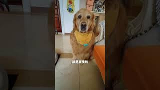 究竟是揍人了还是被人家揍了 玖月揍了人家几杵泡#pets #配音 #萌宠