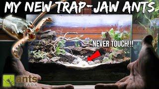 My New Terrarium of TRAP-JAW ANTS: Ants with an Extremely Painful Bite & Sting