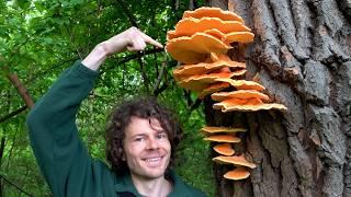Dream find: Sulphur Polypore - collecting mushrooms and wild herbs in May 2025