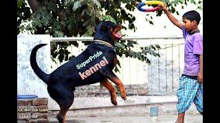 ROTTWEILER MALE PUPPY 45DAYS DELHI 9311111212 SUPER pride kennel