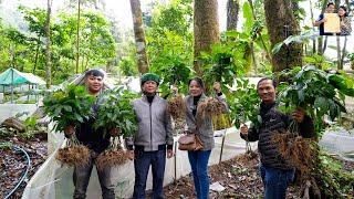 Thu hoạch Sâm Ngọc Linh Tu Mơ Rông Kon Tum số lượng lớn chưa từng có cùng A Già Làng Tây Nguyên