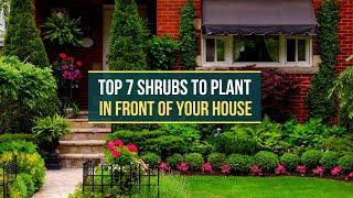 TOP 7 SHRUBS TO PLANT IN FRONT OF YOUR HOUSE 