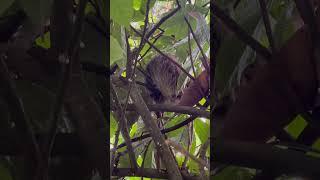 Hello lovely sloth  #costarica #wildlife