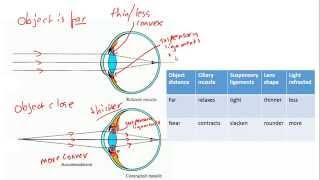 Accommodation in the eye (focussing) for IGCSE Biology