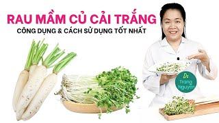 Rau mầm củ cải trắng có tác dụng gì cho sức khoẻ? Cách sử dụng tốt nhất