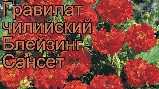 Гравилат чилийский Блейзинг Сансет  обзор: как сажать, саженцы гравилата Блейзинг Сансет