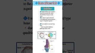 Bones of lower limb || femur, fibula, tibia, patella 