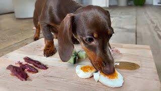 Taste test with Chouchou Mini Dachshund puppy.