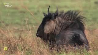 El reino letal de África 4  Praderas- documentales national geographic - documentales de animales