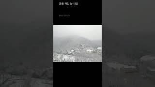 20221221(수) [#온통 #하얀 #눈 #세상 ] #인천 #서구  #국제성모병원  11F 8F 그리고 #로비 #창밖 #풍경 #설국 the treetops glisten