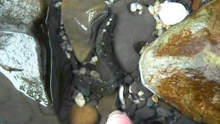 Penpoint Gunnel (Apodichthys flavidus)