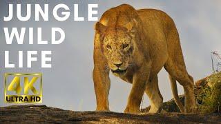 Jungle Wild Life | Explore the wild natural world with impressive sounds and colors | 4K ULTRA HD