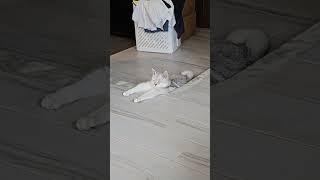 #cat #貓眼觀察室 #喵哥是萌新 #cute #貓跳台 #kitten #貓咪日常 #pets #cutespets #funnycats