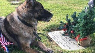 Heartwarming Tale of Canine Loyalty and Sacrifice: Dog's Bond with Marine Sgt. Joshua Ashley