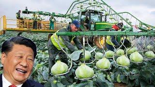 China Creates a Modern Agricultural Machine that Helps Farmers Harvest at Super Speed