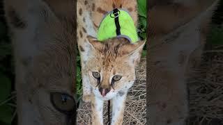 Hear Our Serval 'Killer' Roar: Angry Noises Caught on Camera!