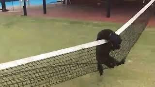 A dog runs into a tennis net. | LadDog