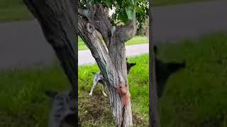 Спритна білка проти настирного собаки