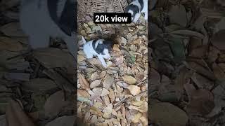 kute ka view #viral #vlog #ytshorts #trendingshorts#viralshorts#shorts  #viral #live