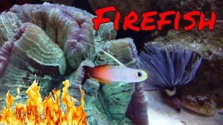 Firefish Care Guide