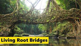 Ancient Living Root Bridges