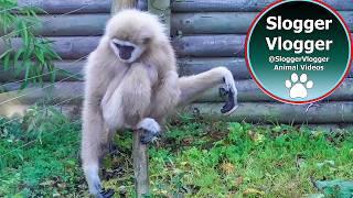 Hilarious Gibbons Freak Out About Rodent