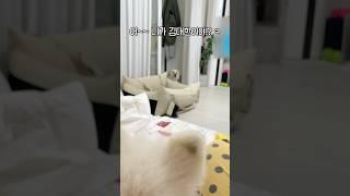 이름 아는 건 당연한데,, 왜 이렇게 귀엽지?? #강아지일상 #retreiver #사람인줄