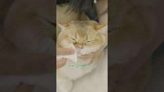 우리집 고양이가 가장 싫어하는 화장솜 #냥춘기 #cat #먼치킨 #고양이일상
