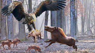 Eagle Vs Warthog Fighting To The Last Breath- Wild Animal Life