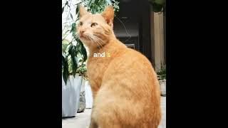 cat meows at you? #pets #cat #1kcreator