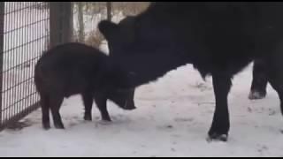 This cow's love for her pig friend will make your heart melt