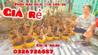 Phôi mai giảo đẹp lên xù giá rẻ 1/11 #aSự0326726887|MaivàngThanhTâm