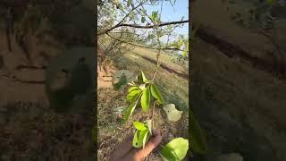 Apple Ber Fruiting at Hello Kisaan Farm #hellokisaan #appleber