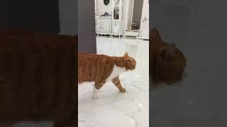 Григорий в печали 