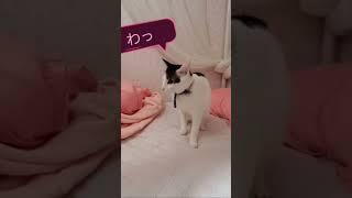 うさぎと猫