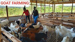 How To SUCCEED In GOAT Farming Business With Low Investment!