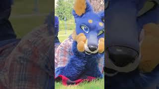 dog in the sun... #furry #furryfandom #fursuit #fursuiter #fursuiters #furries