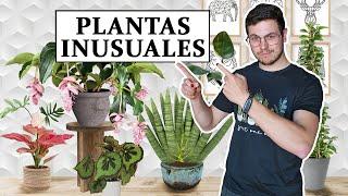 TOP 8 plantas inusuales para interior