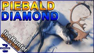 PIEBALD DIAMOND Reindeer Call of the Wild TheHunter