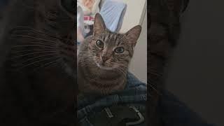 kot #cute #cat #daily #pets