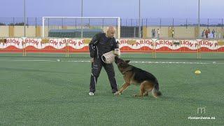 45º Siegerschau Real CEPPA 2024 - Viernes Tarde: Protección T. Machos