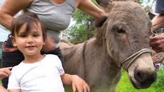 Donkeys Make Great Pets - Homestead Life on a Small Ranch