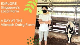 Explore Singapore's Local Farm - Viknesh Dairy Farm