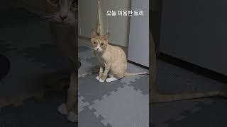 토리 미용했어요 #cat #daily #고양이 #funny #토리스타그램 #kitten #cute #일상 #치즈냥 #고양이미용 #토리냥 #new